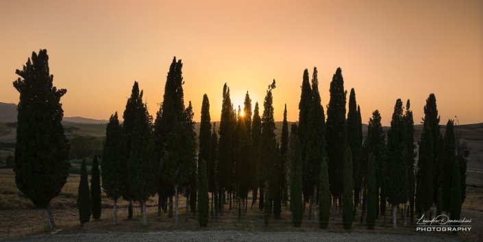 Val D'Orcia Cypresses Trees