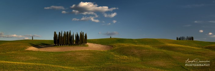 Cypresses of Val D'Orcia