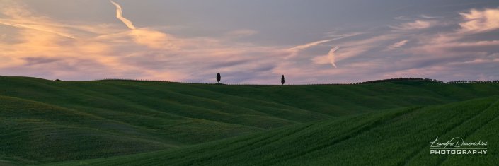 Cypresses of Val D'Orcia