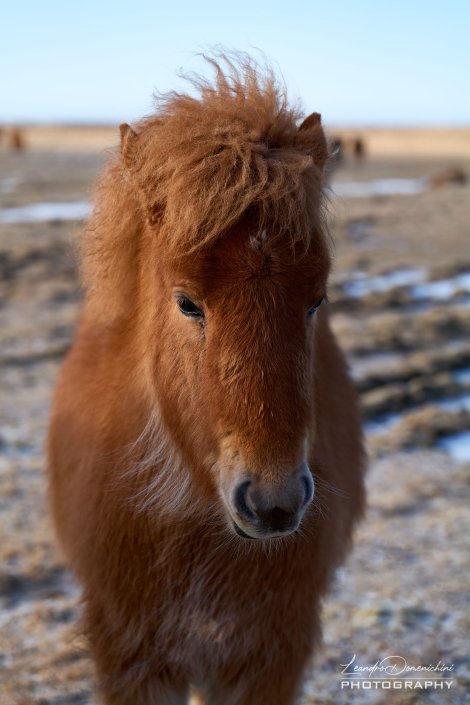 Icelandic horse