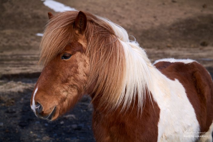 Icelandic horse