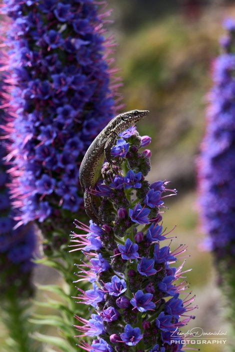 Echium Fastuosum