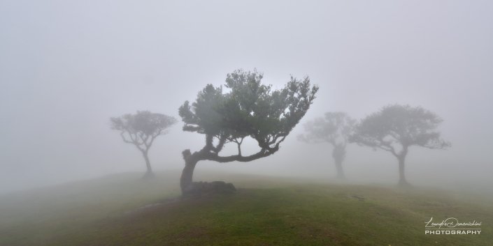 Fanal Forest
