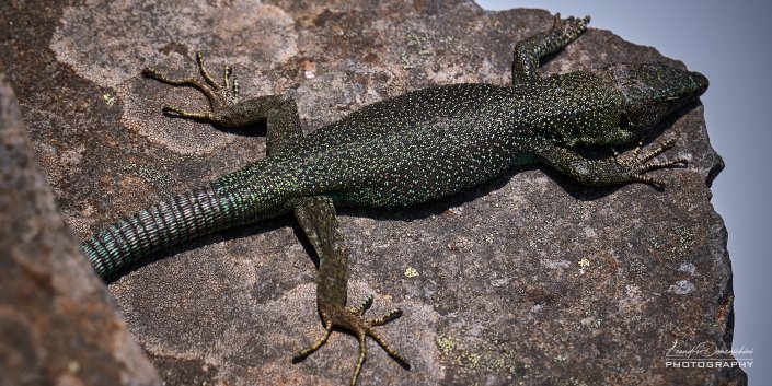 Madeiran Wall Lizard