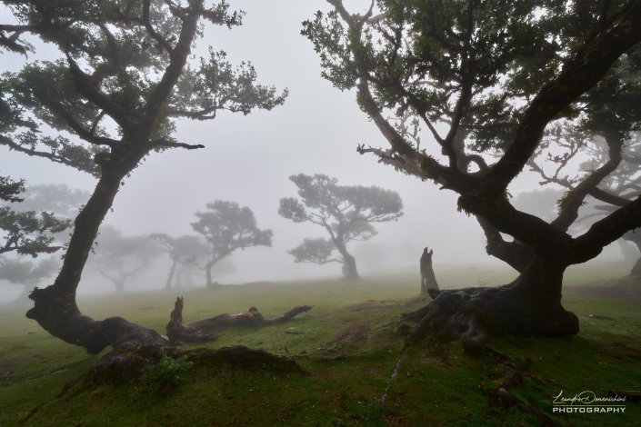 Fanal Forest