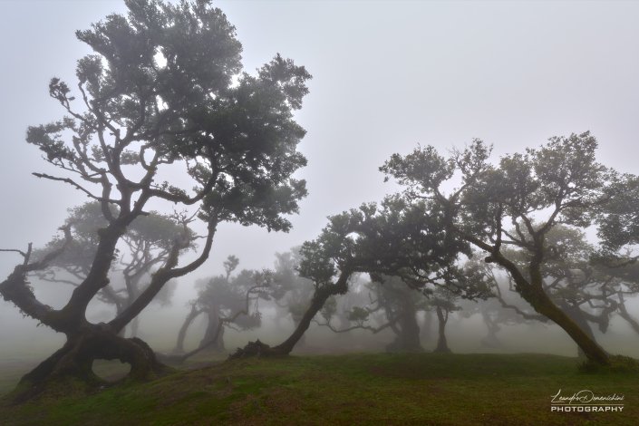 Fanal Forest