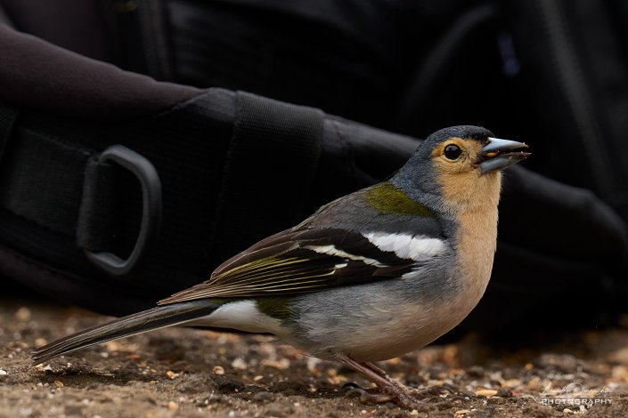 Regulus Madeirensis