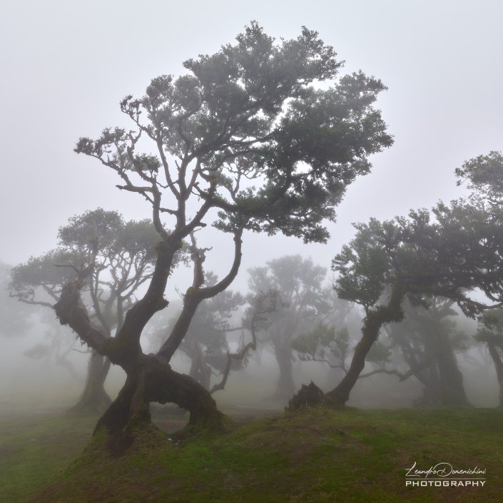 Fanal Forest