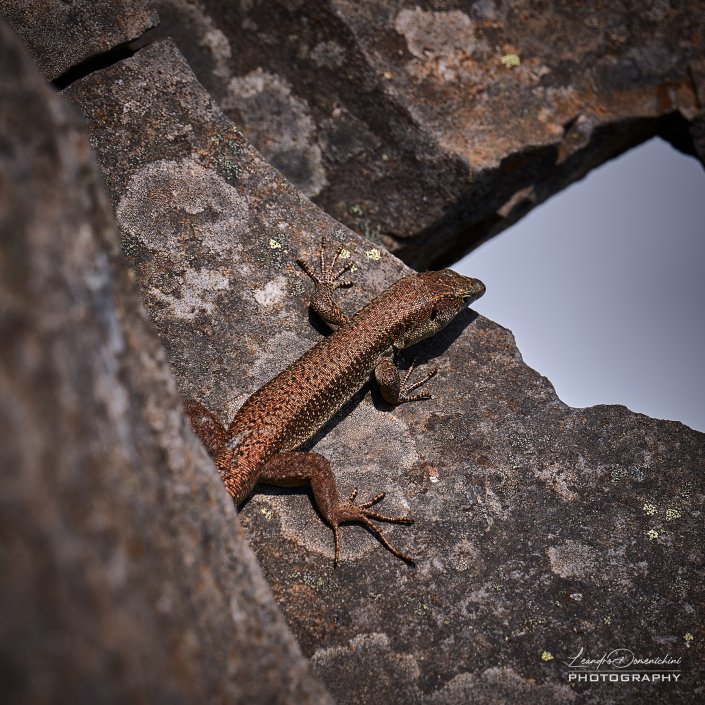 Madeiran Wall Lizard