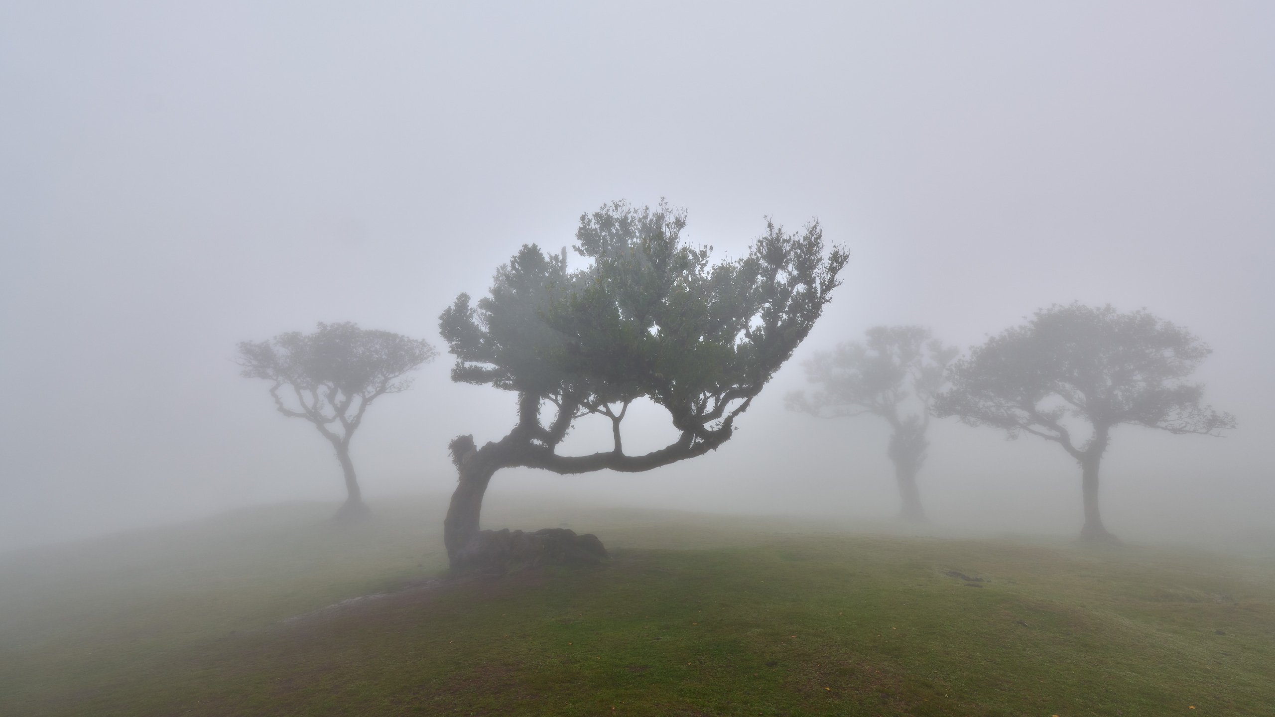 Fanal Forest